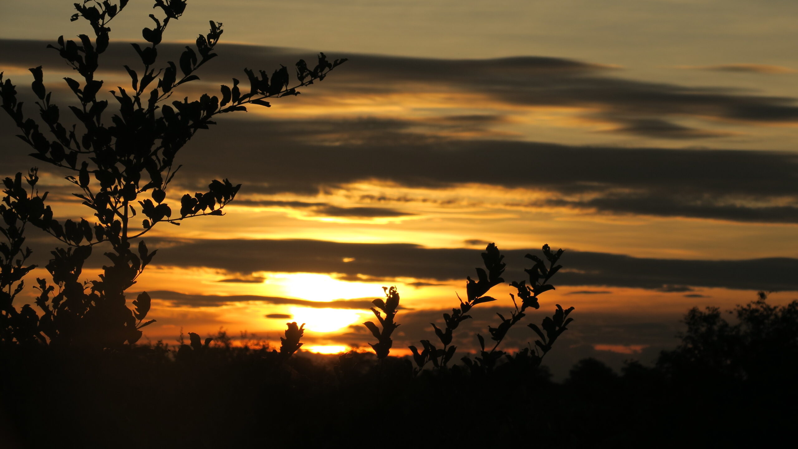36585776_Unknown